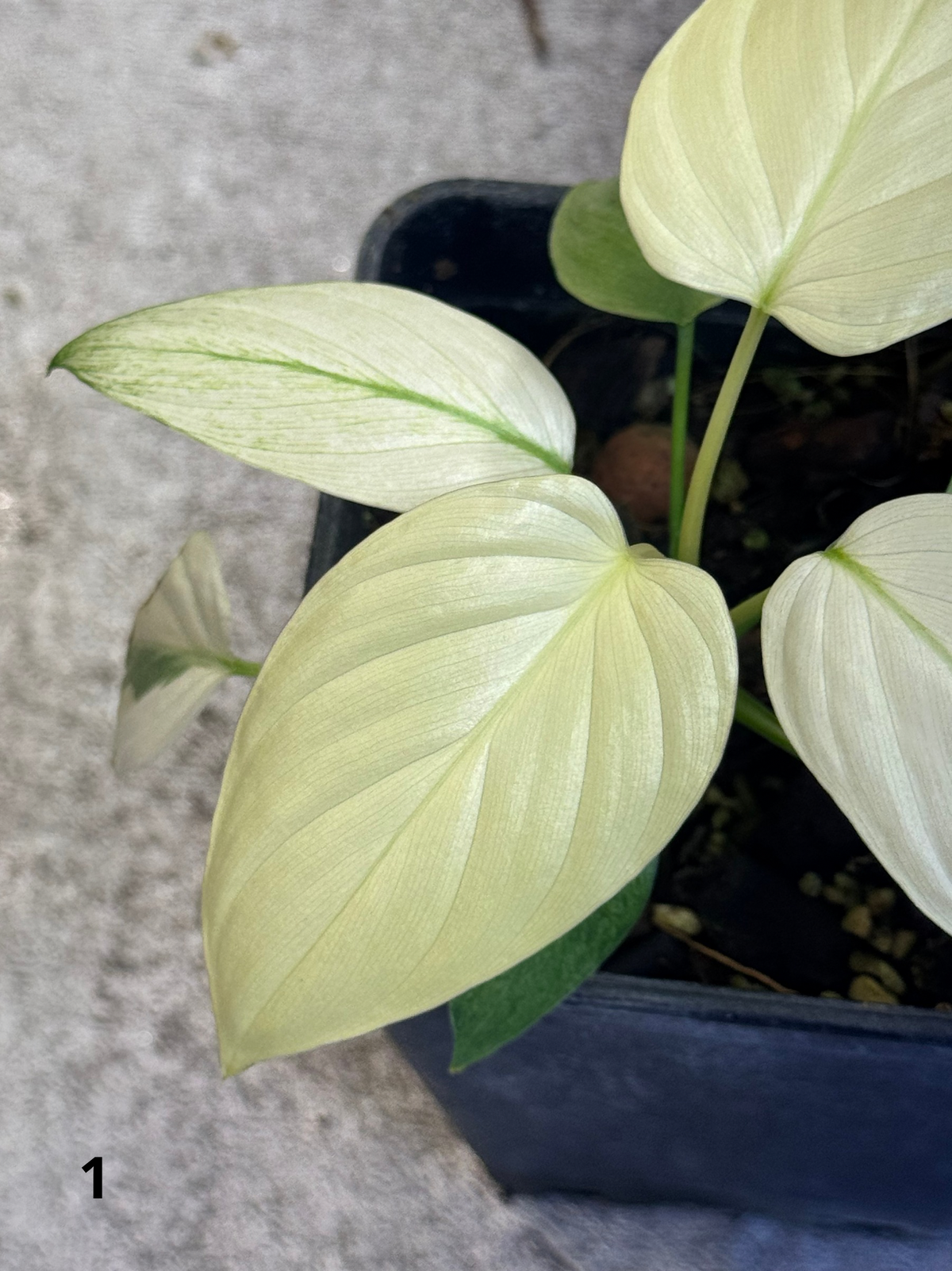 Homalomena Full Mint