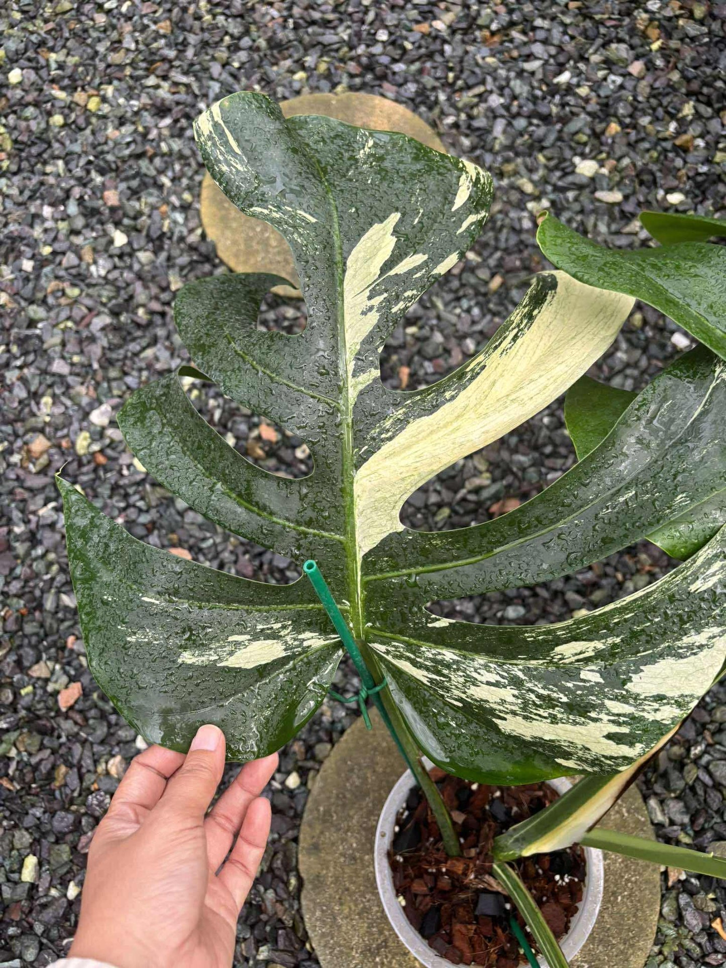 Monstera Jungle Mint variegata - Livraison 30 jours