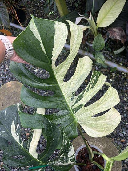 Monstera Jungle Mint variegata - Livraison 30 jours