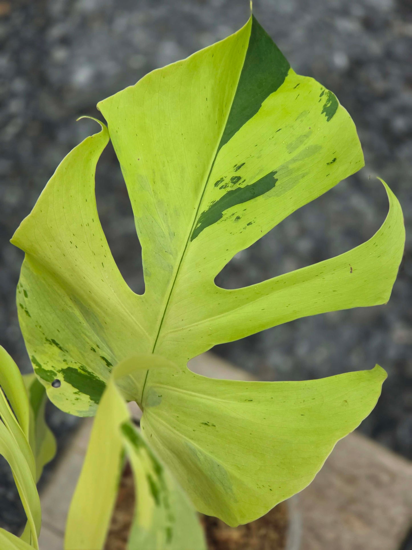 Monstera Light Lime