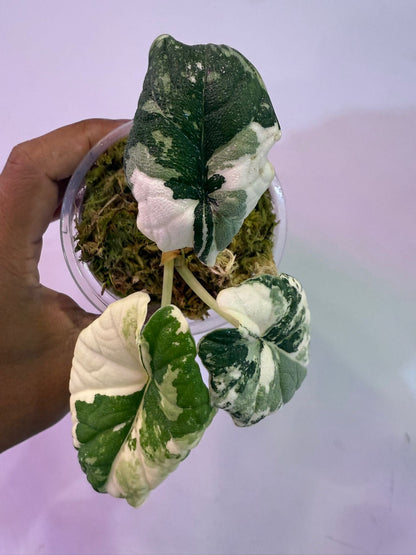 Alocasia Melo Albo - Précommande Green and White Plants