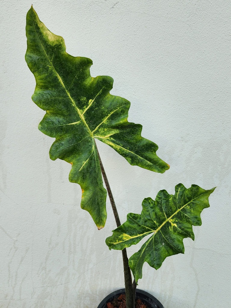 Alocasia Megalodon Aurea Variegata - Pre-order