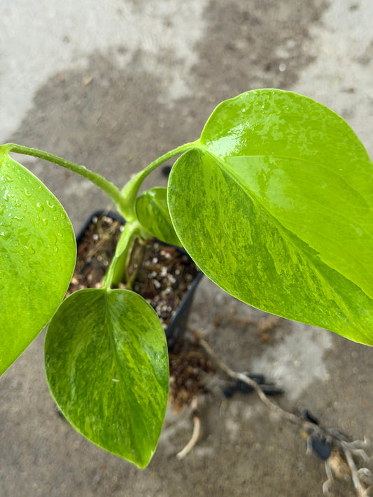 Monstera Green on Green