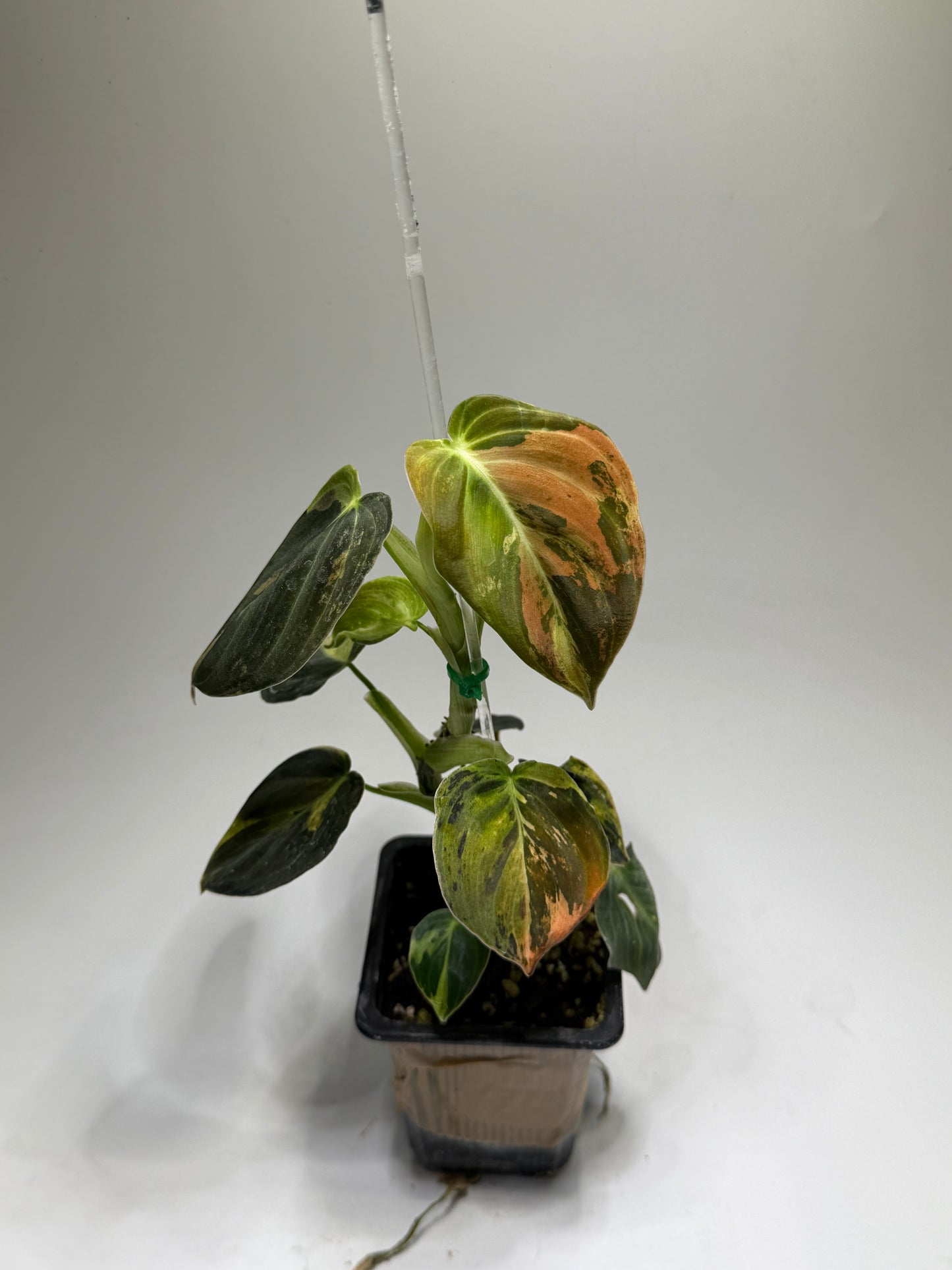 Philodendron Melanochrysum Variegata