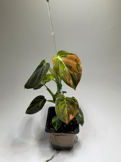 Philodendron Melanochrysum Variegata