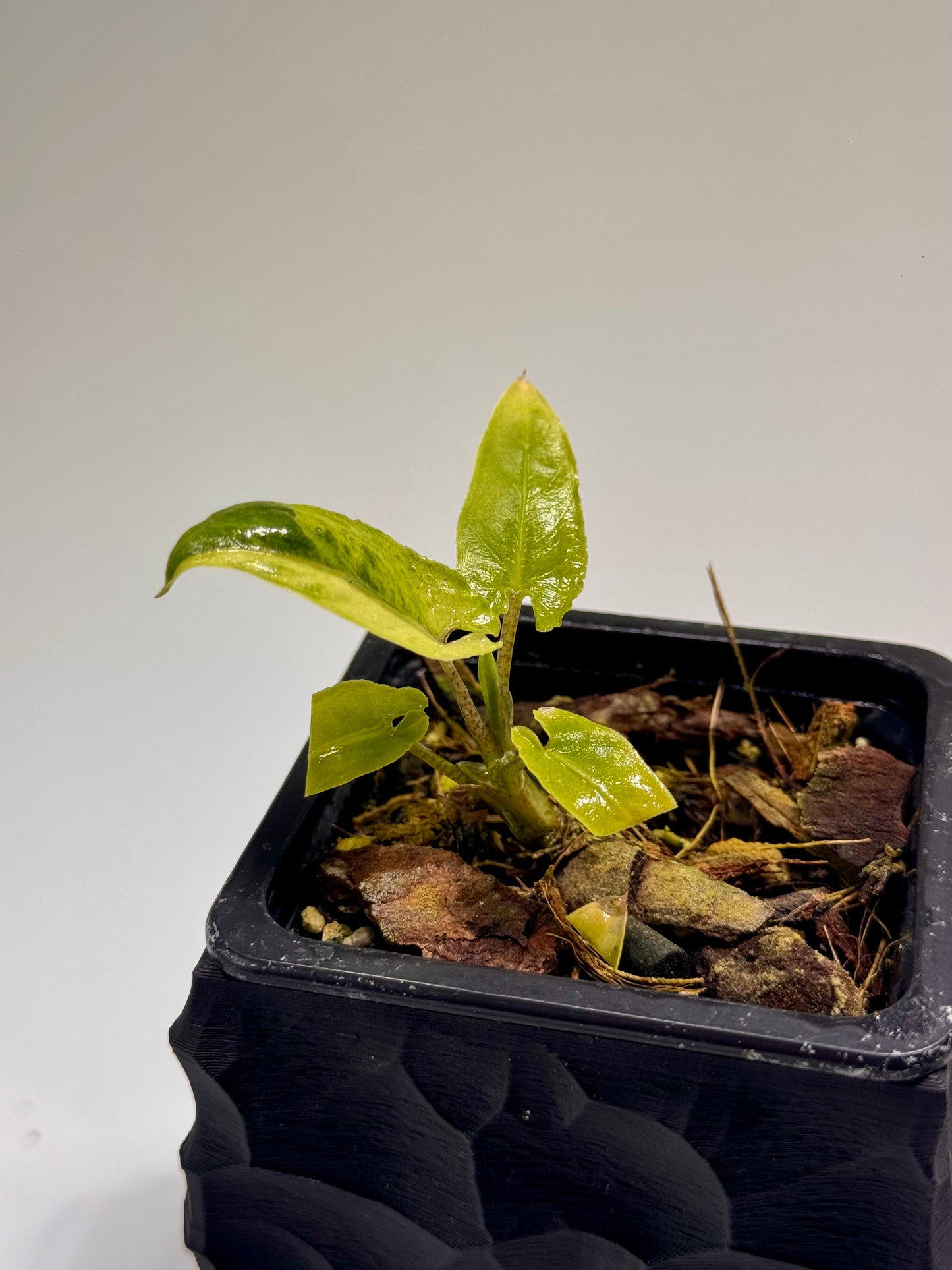 Alocasia Lauterbachiana Mint