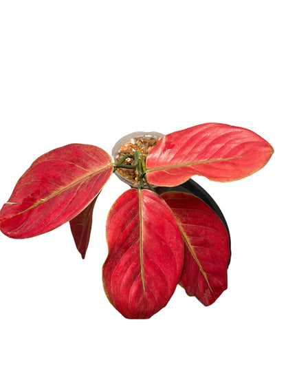 Aglaonema Heng Heng Heng Round Leaves Green and White Plants