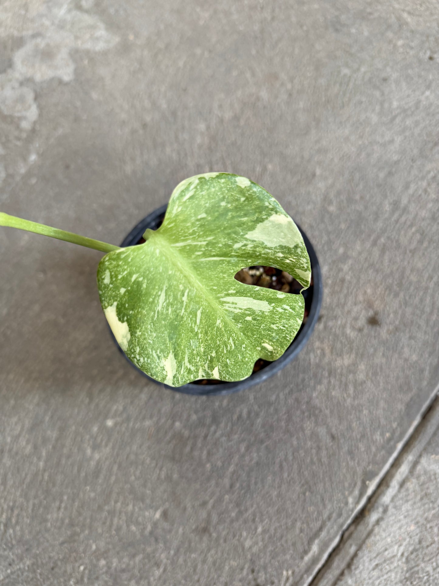 Monstera White Snow