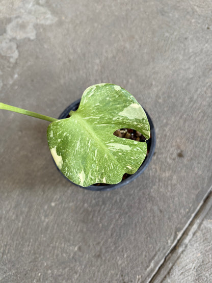 Monstera White Snow