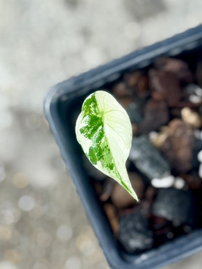 Alocasia Simpo Albo Variegata – Vorbestellung