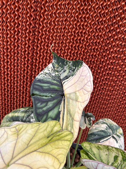 Alocasia Baginda Dragon Scale Albo Variegata - Bulbe