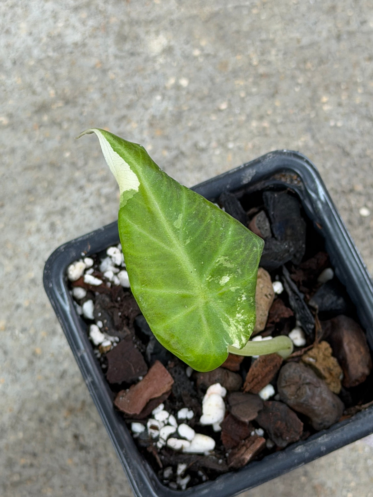 Alocasia Regal Shield Albo/Pink Variegata