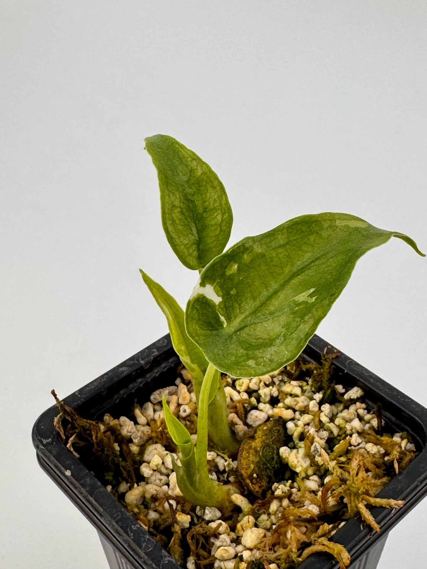 Alocasia Cuculatta « Wagyu » Albo Variegata