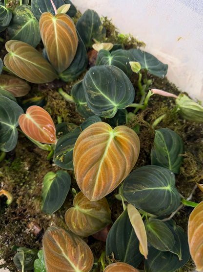 Philodendron Melanochrysum Variegata