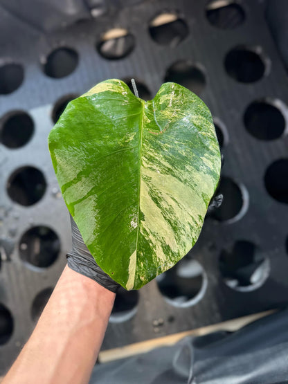 Monstera Aurea Variegata