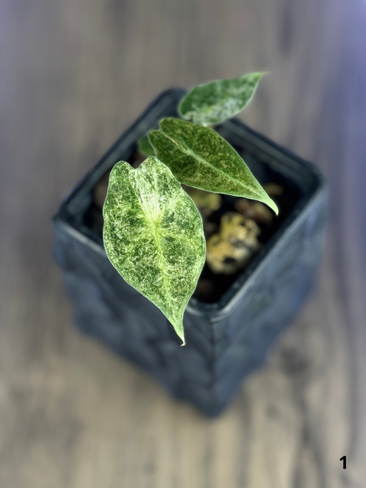 Alocasia Black Satun Stardust