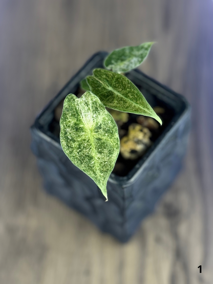 Alocasia Black Satun Stardust