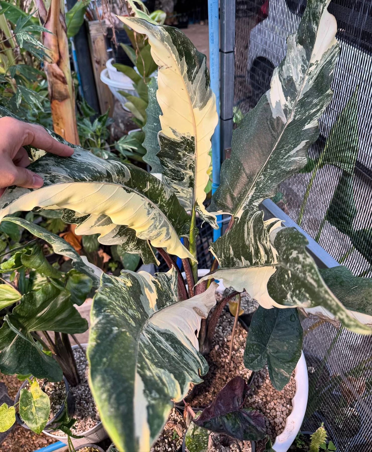 Maßgefertigte Alocasia-Zwiebeln – Regal Shield albo, Crinkless albo, Lauterbachiana albo, Pseudo Sanderiana Pink (Gratisgeschenk)