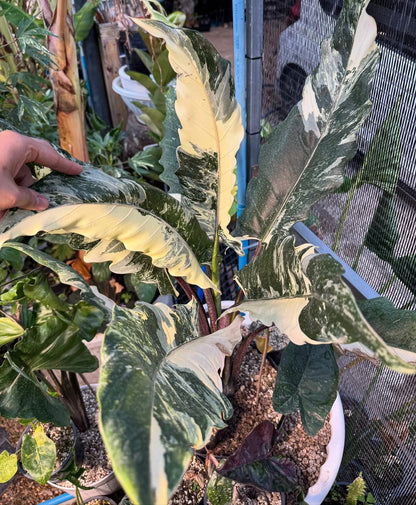 Maßgefertigte Alocasia-Zwiebeln – Regal Shield albo, Crinkless albo, Lauterbachiana albo, Pseudo Sanderiana Pink (Gratisgeschenk)
