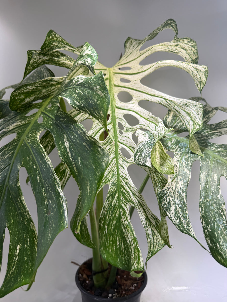 Monstera Devil Monster