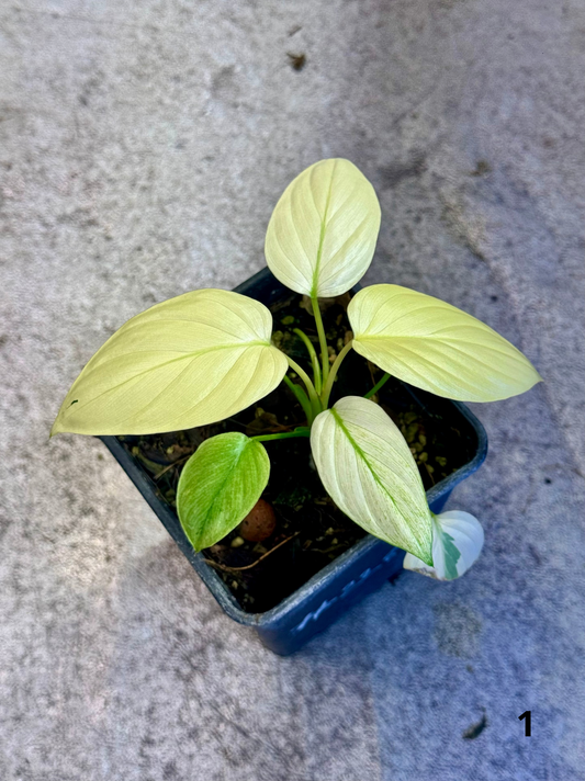 Homalomena Full Mint - Frank