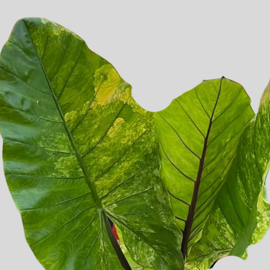 Alocasia Black Stem Aurea - Bulbe
