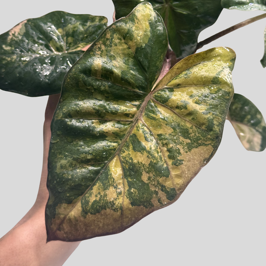 Alocasia Yucatan Tricolor Pink - Bulbe