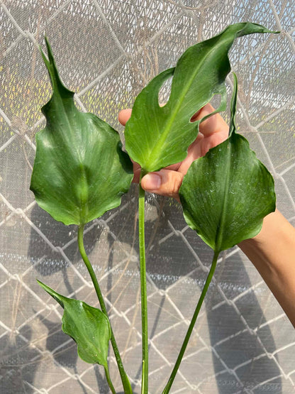 Monstera Unniiae