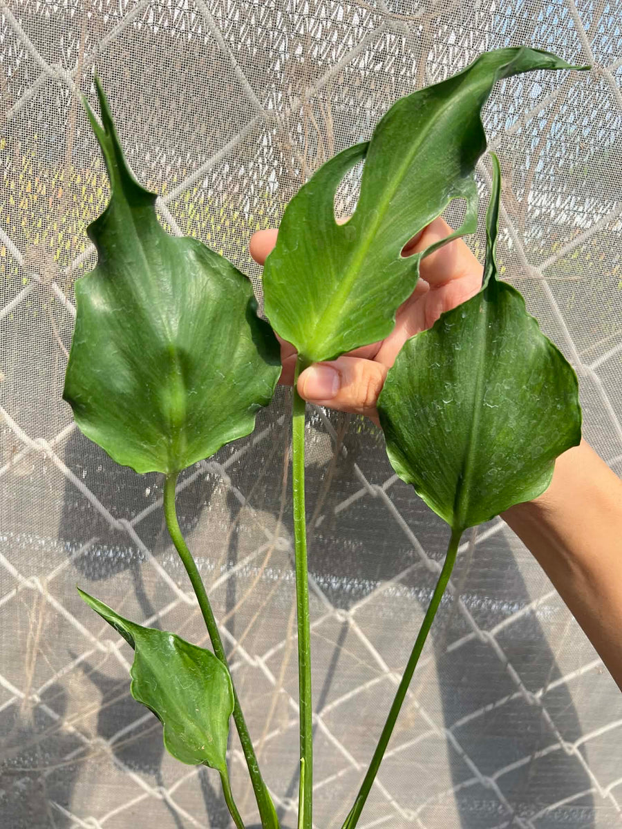 Monstera Unniiae