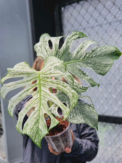 Monstera Devil Monster