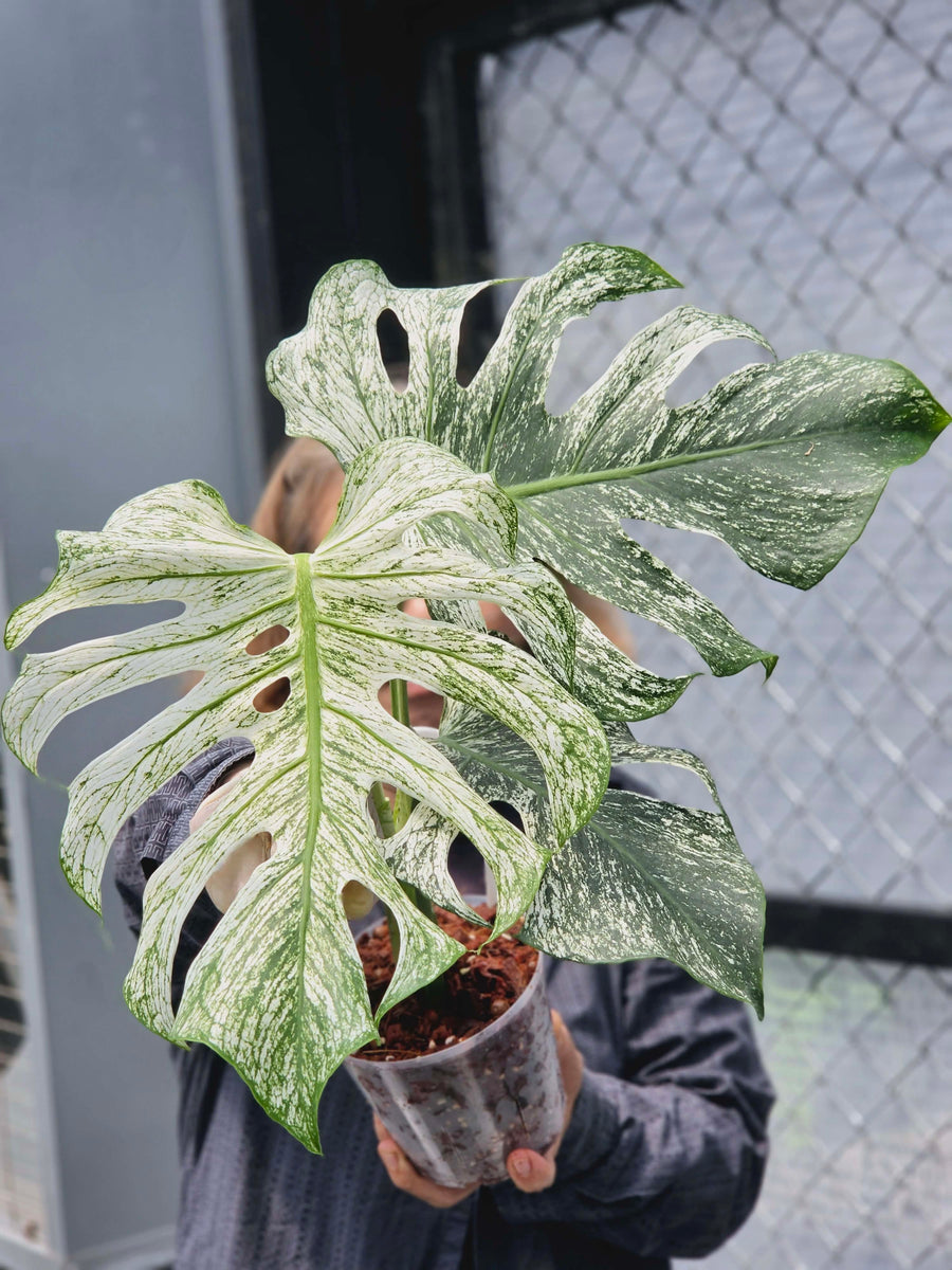 Monstera Devil Monster