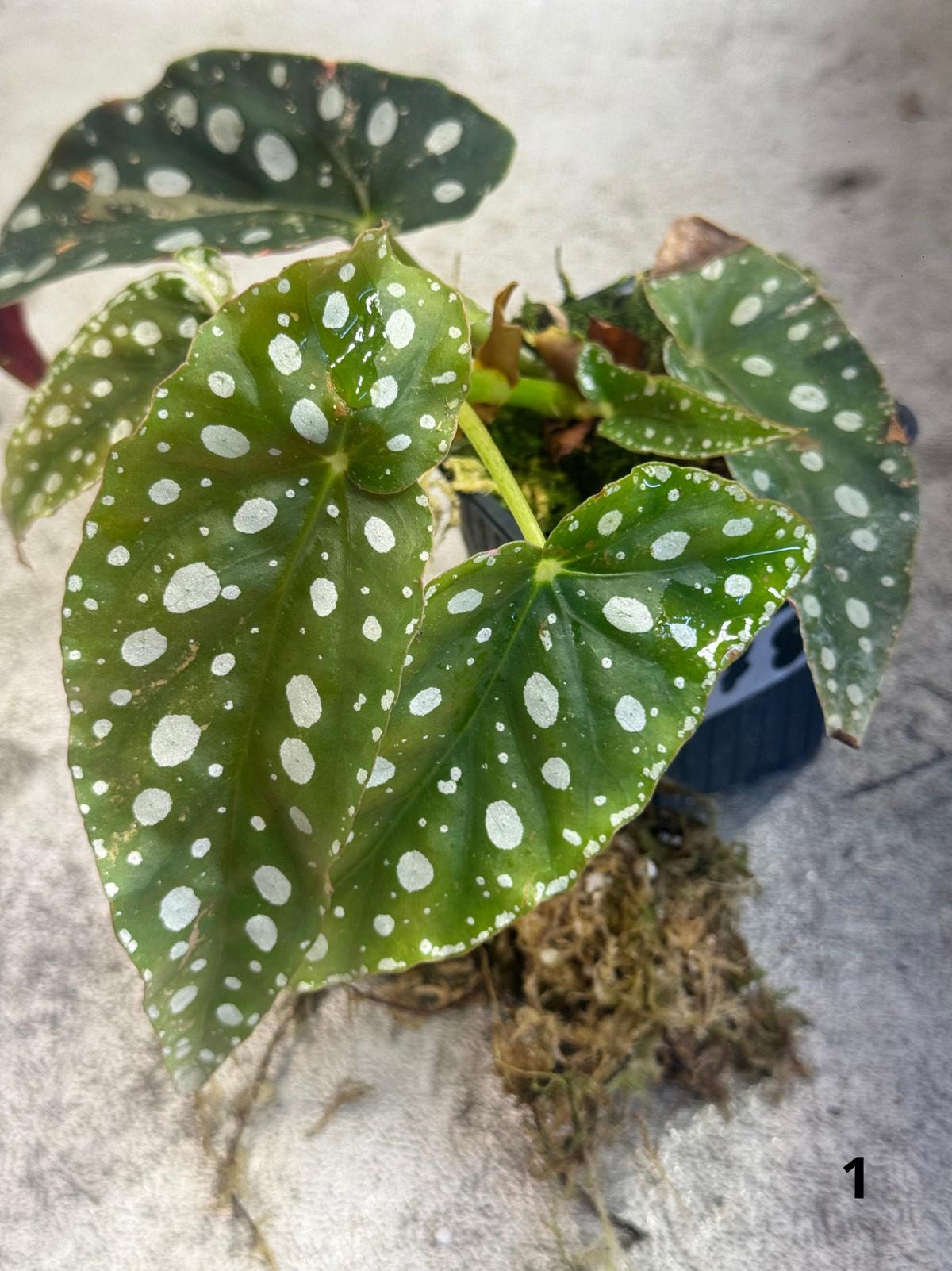 Bégonia Maculata Pink Variegata