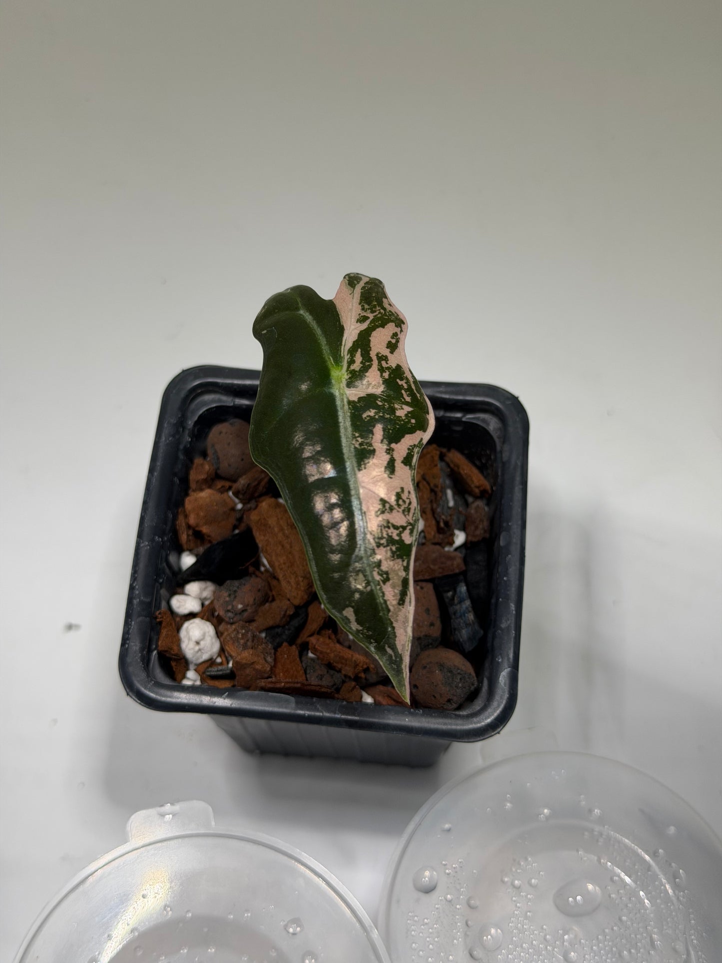 Alocasia Nobilis Pink « K Version »