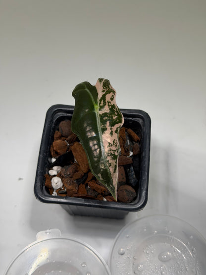 Alocasia Nobilis Pink « K Version »
