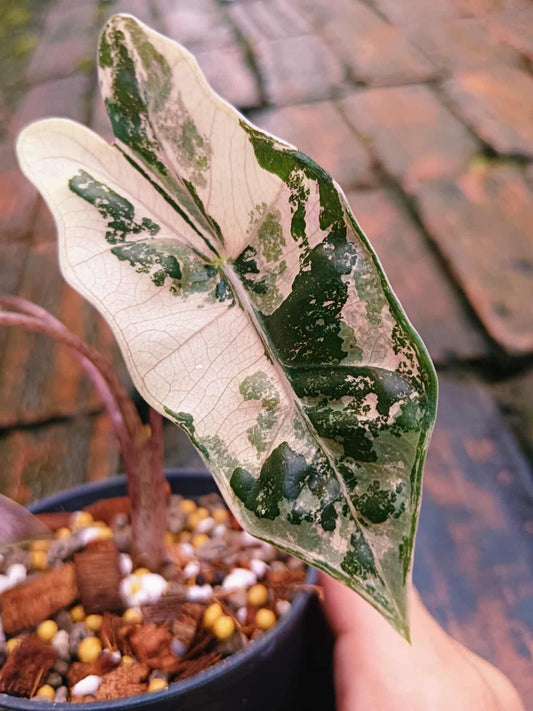 Alocasia Pseudo Sanderiana Albo/Pink / Alocasia Azlanii Gold - Sur Mesure