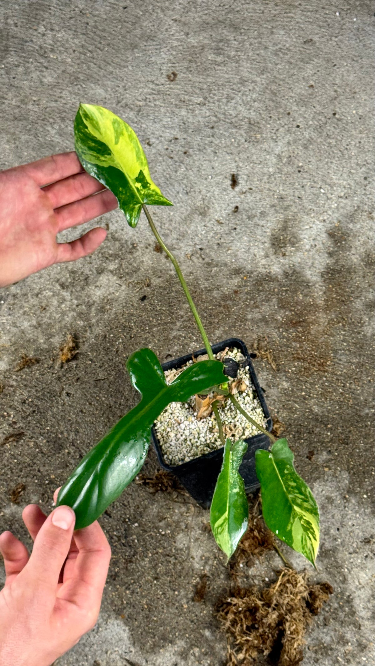 Philodendron Florida Beauty x Mayoï Variegata