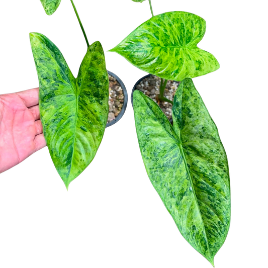 Alocasia Fornicata Mutation - Bulbe