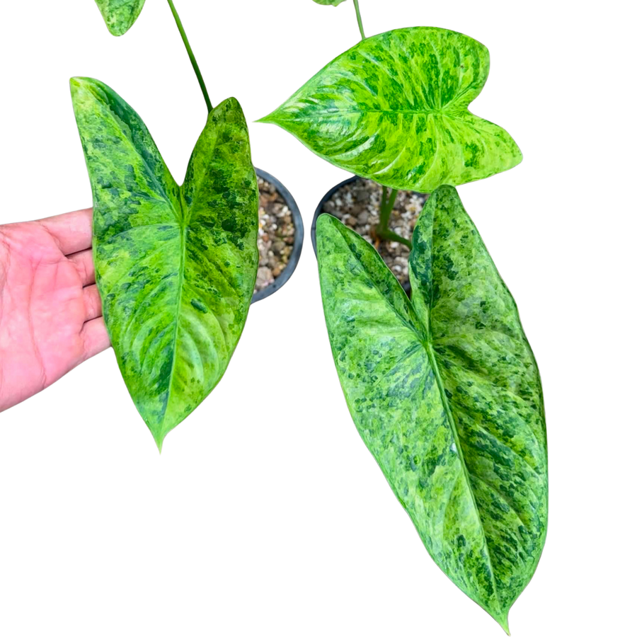 Alocasia Fornicata Mutation - Bulbe