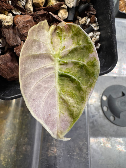 Alocasia Watsoniana Doff Pink Variegata - Bulbe