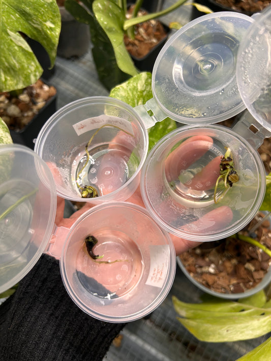 Alocasia Baginda Dragon Scale Albo Variegata - Bulbe