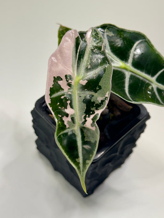 Alocasia Amazonica Pink Albo