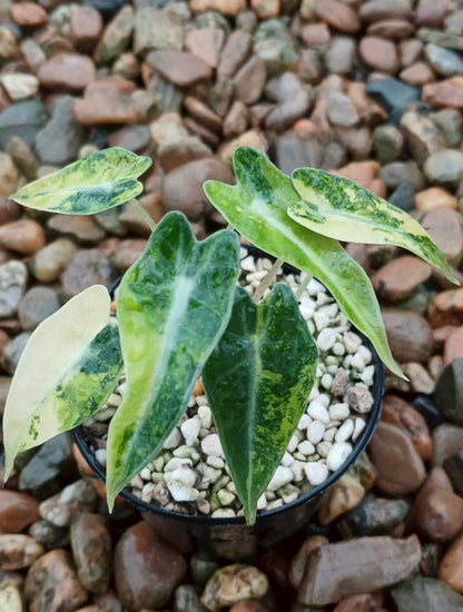 Alocasia  Yucatan Gold Pink (new) / Bambino Aurea / Zebrina Aurea / Azlanii - Sur Mesure