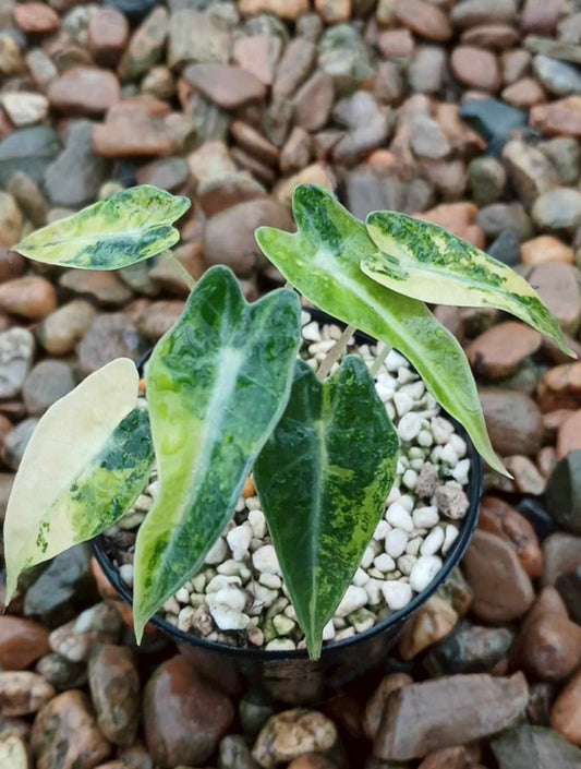 Alocasia  Yucatan Gold Pink (new) / Bambino Aurea / Zebrina Aurea / Azlanii - Sur Mesure