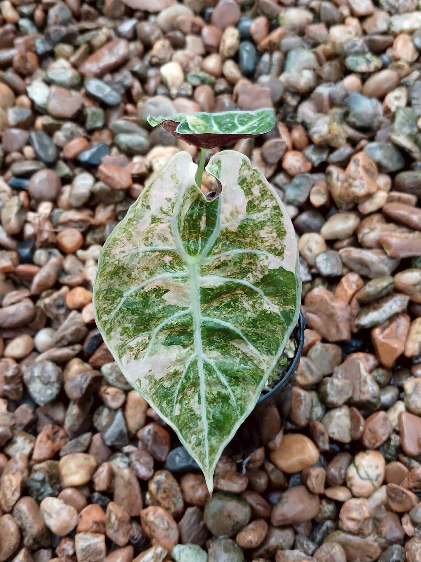 Alocasia Watsoniana « Glossy » Pink Variegata - Livraison 30 jours