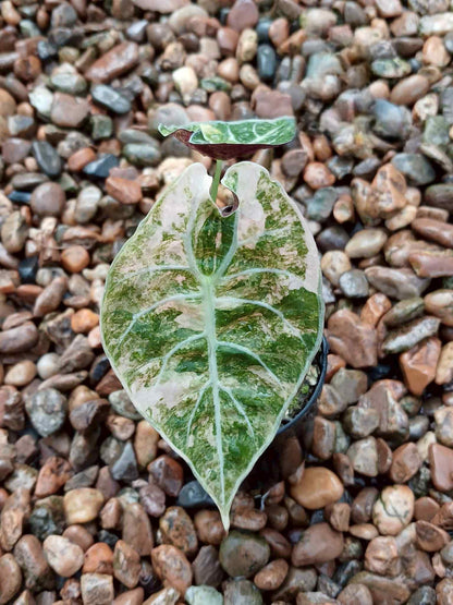 Alocasia Watsoniana « Glossy » Pink Variegata - Livraison 30 jours