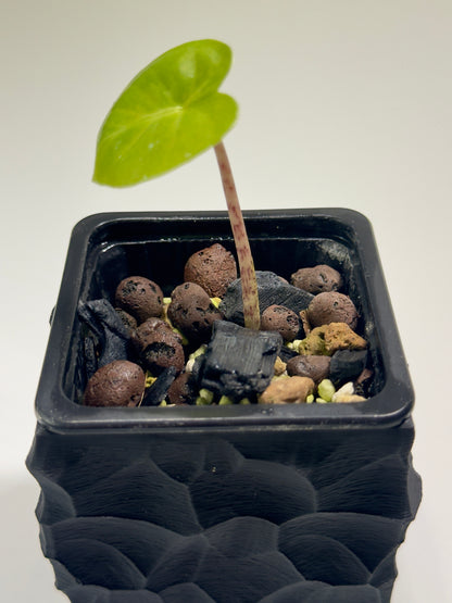 Alocasia Macrorrhizos Aracea Sp. Borneo Aurea