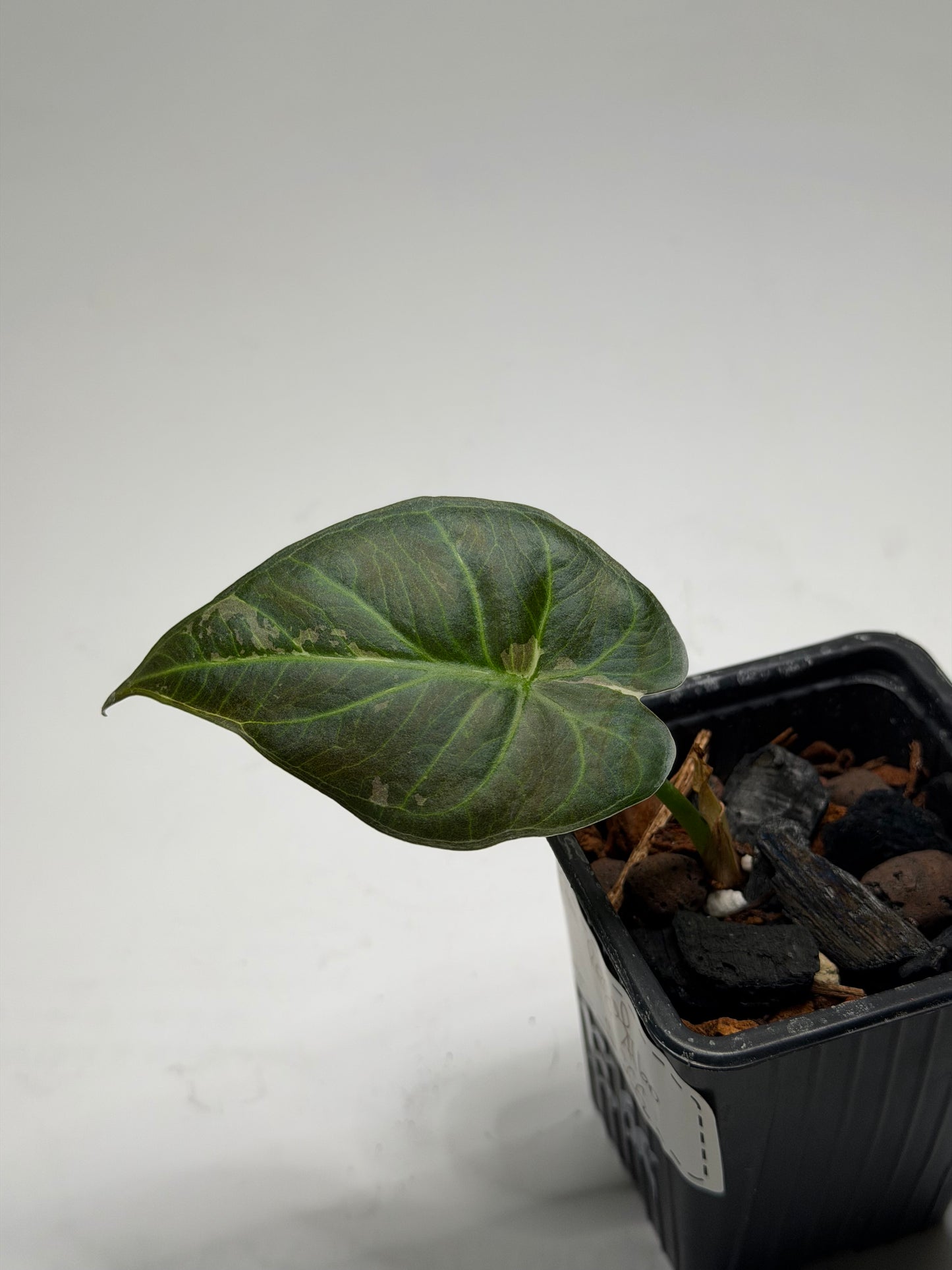 Alocasia Regal Shield Albo Variegata