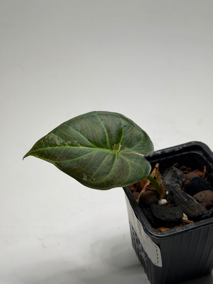 Alocasia Regal Shield Albo Variegata
