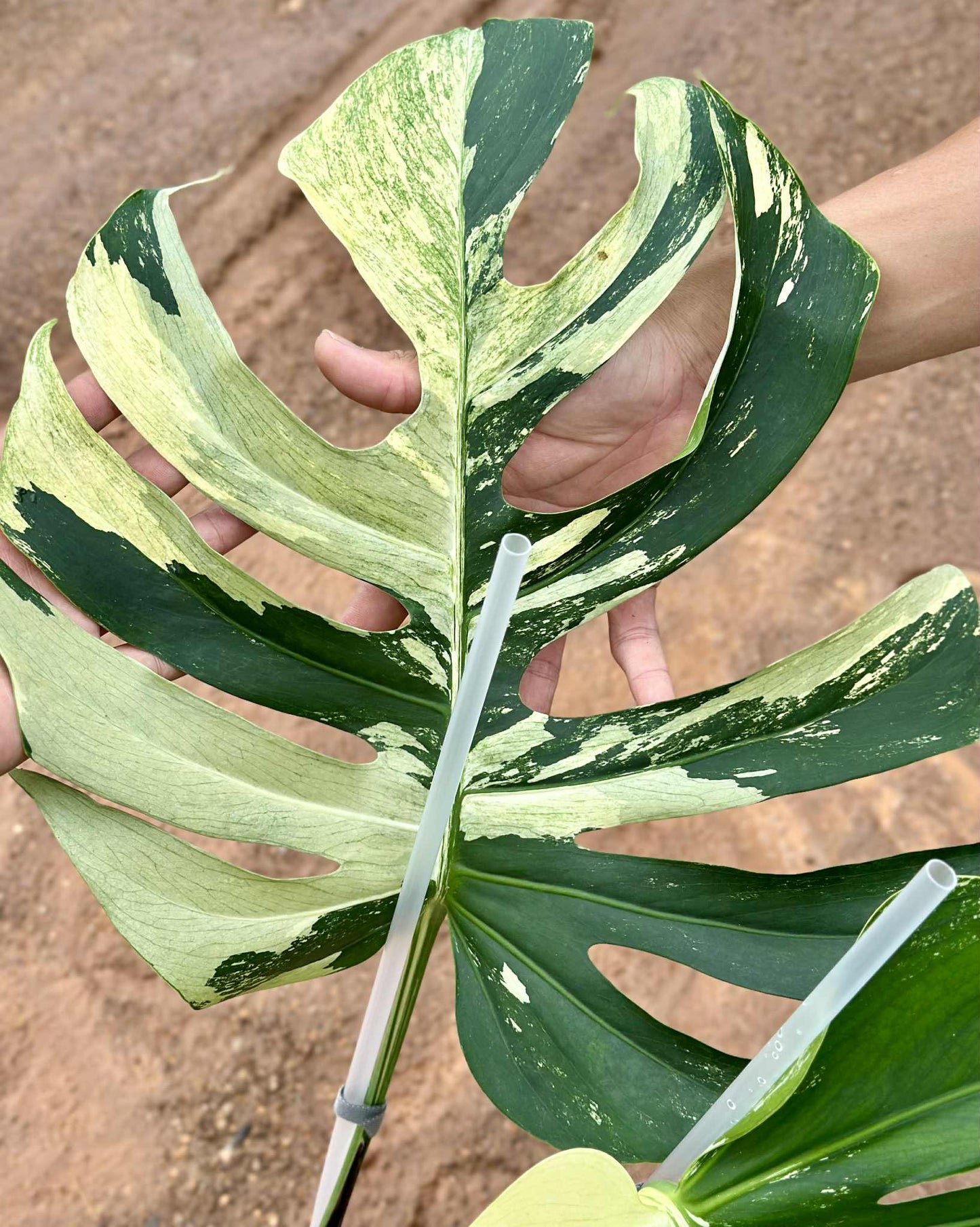 Monstera Borsigiana x Deliciosa Mint "Jungle Mint" - Sur Mesure