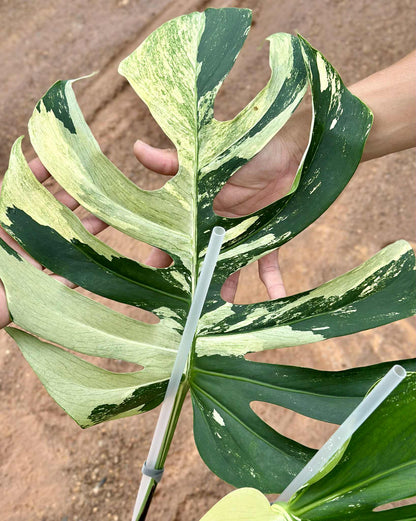 Monstera Borsigiana x Deliciosa Mint "Jungle Mint" - Sur Mesure